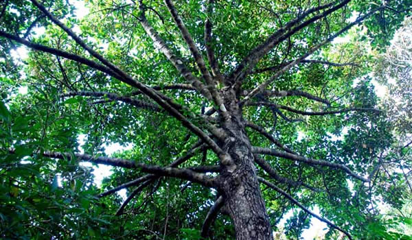 �������ȴ�ɭ�ֹ�԰�羰