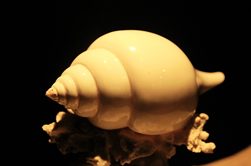 �����屴�ǹ�ͼƬ