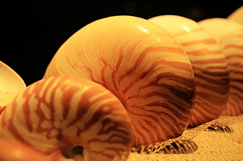 �����屴�ǹ�ͼƬ