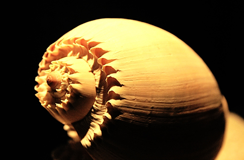 �����屴�ǹ�ͼƬ