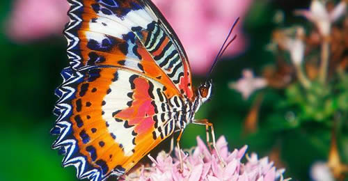 �����������ͼƬ