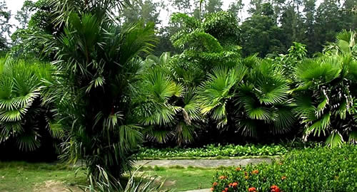 ��¡�ȴ�ֲ��԰