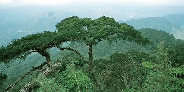 ��ָɽ����